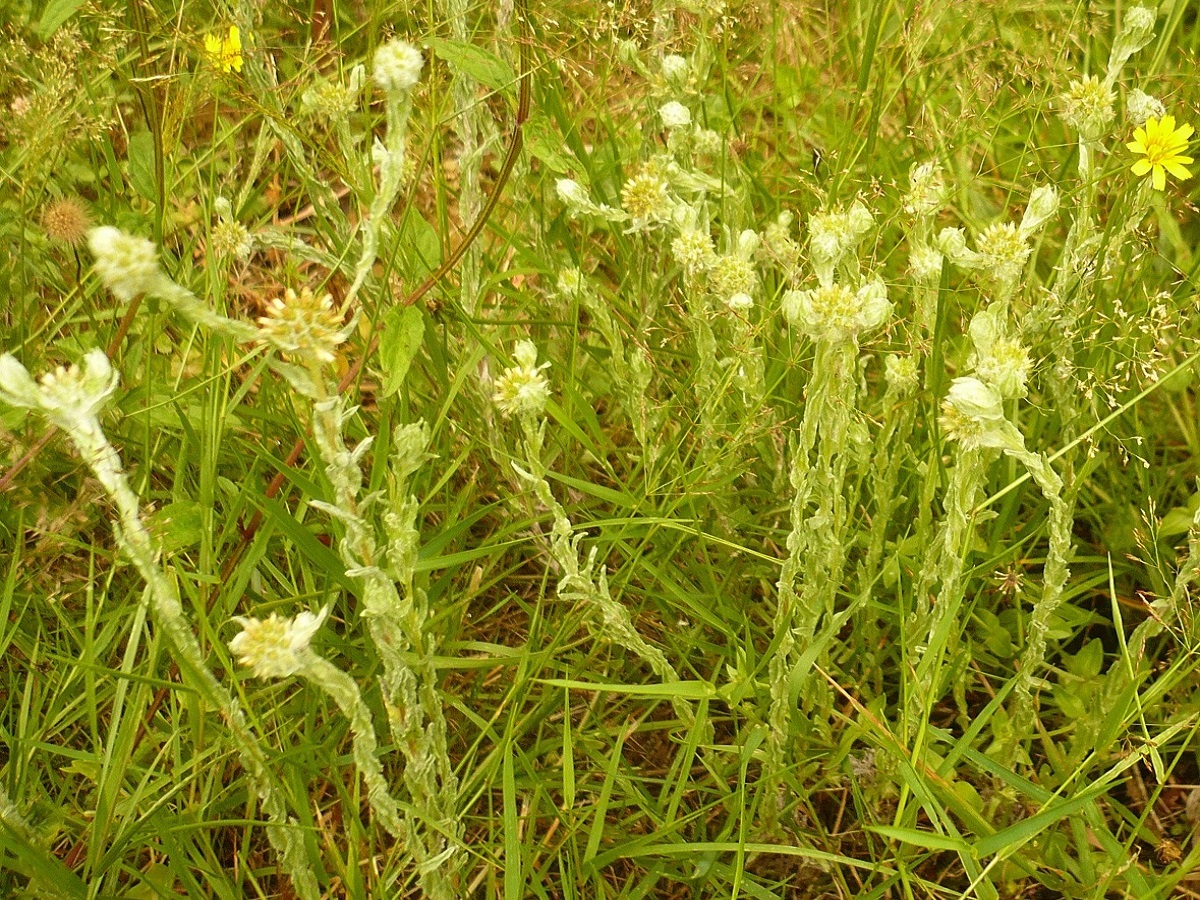 Filago germanica (Asteraceae)